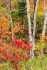 USA, Vermont, Stowe. Mountain road fall foliage. Art Print
